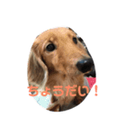ペタのスタンプ4（個別スタンプ：8）