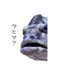 楽しい魚のスタンプ（個別スタンプ：1）