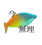 楽しい魚のスタンプ（個別スタンプ：5）