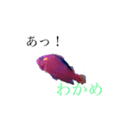 楽しい魚のスタンプ（個別スタンプ：6）