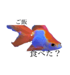 楽しい魚のスタンプ（個別スタンプ：9）
