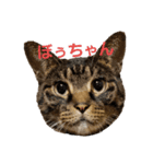 ばびの可愛いスタンプ（個別スタンプ：1）