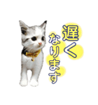 きゅうたの日常会話。（個別スタンプ：3）