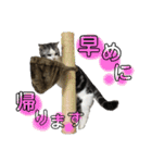 きゅうたの日常会話。（個別スタンプ：4）