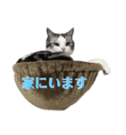 きゅうたの日常会話。（個別スタンプ：5）