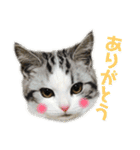 きゅうたの日常会話。（個別スタンプ：9）