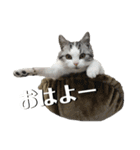 きゅうたの日常会話。（個別スタンプ：18）
