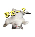 きゅうたの日常会話。（個別スタンプ：24）