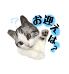 きゅうたの日常会話。（個別スタンプ：27）