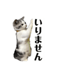 きゅうたの日常会話。（個別スタンプ：29）