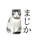 きゅうたの日常会話。（個別スタンプ：34）