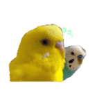 ぴちゃじく（個別スタンプ：15）