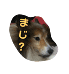 シェルティー の モカ（個別スタンプ：3）