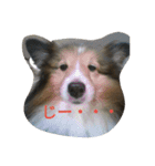 シェルティー の モカ（個別スタンプ：5）