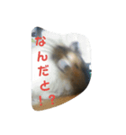 シェルティー の モカ（個別スタンプ：6）