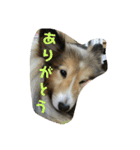 シェルティー の モカ（個別スタンプ：15）