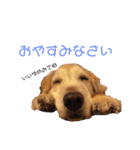 宮澤家のタルト（個別スタンプ：2）