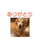 宮澤家のタルト（個別スタンプ：3）
