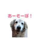 宮澤家のタルト（個別スタンプ：6）
