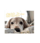 宮澤家のタルト（個別スタンプ：7）