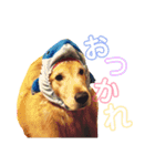 宮澤家のタルト（個別スタンプ：14）