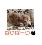 宮澤家のタルト（個別スタンプ：16）