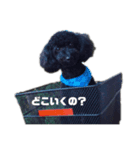 トイプードルのクゥ君（個別スタンプ：4）