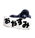 トイプードルのクゥ君（個別スタンプ：8）