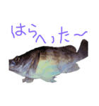 石巻弁サカナスタンプ（個別スタンプ：10）