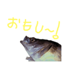 石巻弁サカナスタンプ（個別スタンプ：30）