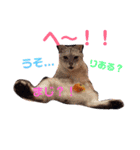 猫スタ2❤️（個別スタンプ：1）