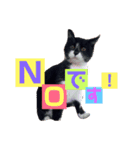 猫スタ2❤️（個別スタンプ：3）