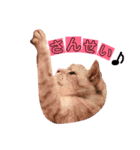 猫スタ2❤️（個別スタンプ：4）