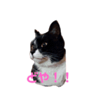 猫スタ2❤️（個別スタンプ：13）
