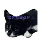 猫スタ2❤️（個別スタンプ：14）