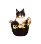 猫スタ2❤️（個別スタンプ：16）