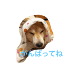 柴犬親子（個別スタンプ：1）