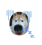 柴犬親子（個別スタンプ：3）