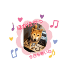 柴犬親子（個別スタンプ：4）