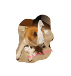 柴犬親子（個別スタンプ：5）