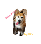 柴犬親子（個別スタンプ：6）
