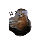 柴犬親子（個別スタンプ：7）