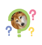 柴犬親子（個別スタンプ：8）