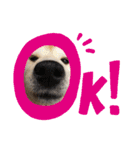 柴犬親子（個別スタンプ：9）