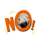 柴犬親子（個別スタンプ：10）