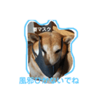柴犬親子（個別スタンプ：11）
