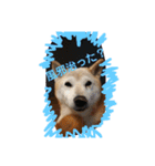 柴犬親子（個別スタンプ：12）