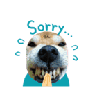 柴犬親子（個別スタンプ：13）