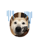 柴犬親子（個別スタンプ：14）