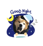 柴犬親子（個別スタンプ：15）